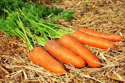 Лучшие сорта моркови для длительного зимнего хранения: топ-15 самых лежких и сладких - countryhouse.pro
