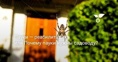 Пауки — реабилитация, или Почему пауки нужны садоводу? - botanichka.ru