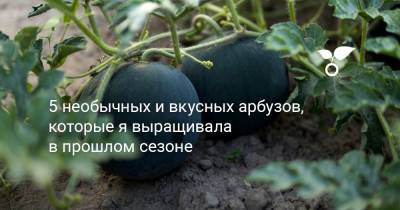 5 необычных и вкусных арбузов, которые я выращивала в прошлом сезоне - botanichka.ru