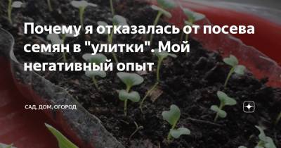 Почему я отказалась от посева семян в "улитки". Мой негативный опыт - zen.yandex.ru