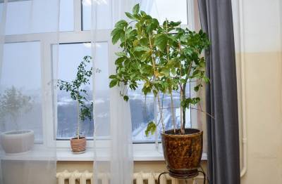 Как избавиться от цветочных мошек в домашних условиях? - oblgazeta.ru