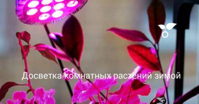 Досветка комнатных растений зимой - botanichka.ru