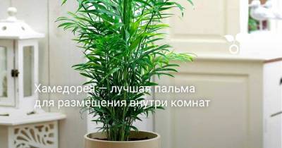 Хамедорея — лучшая пальма для размещения внутри комнат - botanichka.ru