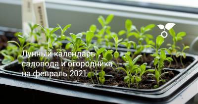 Лунный календарь садовода и огородника на февраль 2021 - botanichka.ru