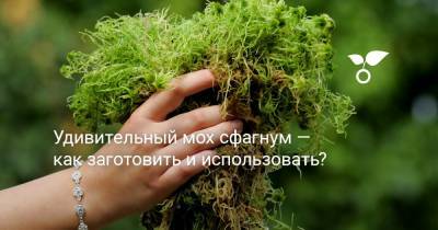 Удивительный мох сфагнум — как заготовить и использовать? - botanichka.ru - Канада - Чили - Австралия - Новая Зеландия