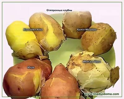 Сорта картофеля для холодного и сырого сезона – обзор и отзывы агронома - vsaduidoma.com