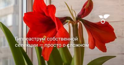 Гиппеаструм собственной селекции — просто о сложном - botanichka.ru