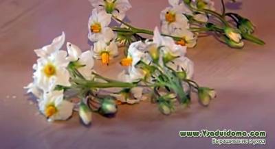 Обрывать ли цветки у картошки – отзывы садовода - vsaduidoma.com - Россия