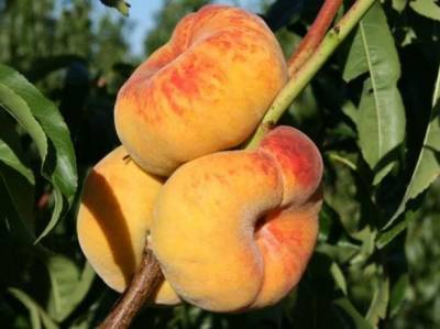 Колоновидные персики и нектарины: стоит ли покупать, как проверить сорт, фото дерева и отзывы - orchardo.ru