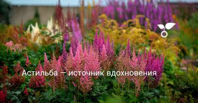 Астильба — источник вдохновения - botanichka.ru