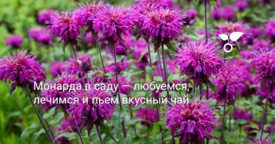 Монарда в саду — любуемся, лечимся и пьем вкусный чай - botanichka.ru