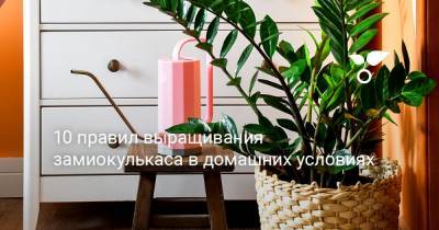 10 правил выращивания замиокулькаса в домашних условиях - botanichka.ru