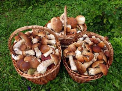 Когда собирать грибы после дождя осенью в Подмосковье - sveklon.ru - Московская обл.