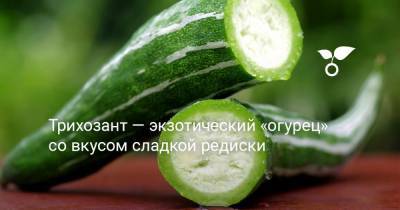Трихозант — экзотический «огурец» со вкусом сладкой редиски - botanichka.ru