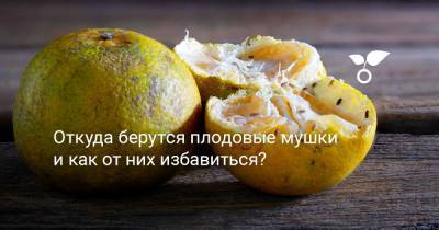 Откуда берутся плодовые мушки и как от них избавиться? - botanichka.ru