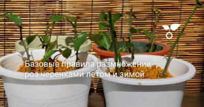 Базовые правила размножение роз черенками летом и зимой - botanichka.ru