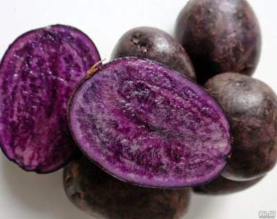 Фиолетовая картошка: как вырастить ее на своем участке - zen.yandex.ru