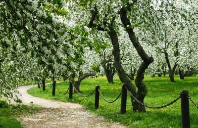 Когда цветут яблони в Коломенском парке в 2021 году - sveklon.ru - Россия