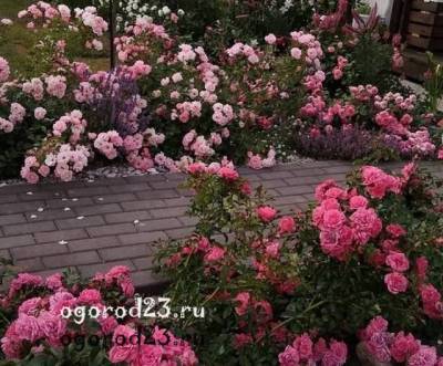 Почвопокровные розы, уход и выращивание в саду - ogorod23.ru