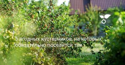5 ягодных кустарников, на которых обязательно поселится тля - botanichka.ru