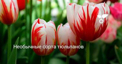 Необычные сорта тюльпанов - botanichka.ru