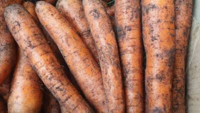 Почему морковь растет рогатая: 5 причин причудливой формы - belnovosti.by