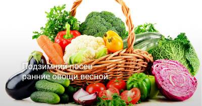 Подзимний посев — ранние овощи весной - botanichka.ru