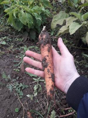 Как сохранить урожай моркови без потерь - zen.yandex.ru
