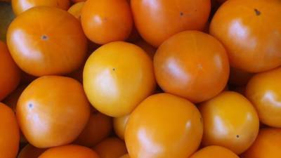 Почему внутри помидора белые и жесткие прожилки: ошибки дачников - belnovosti.by