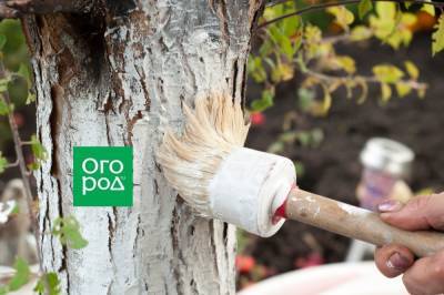 Что добавить в побелку, чтобы защитить деревья от грызунов и болезней - ogorod.ru