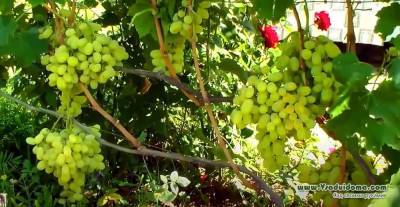 4 обязательные работы на винограднике в октябре - vsaduidoma.com