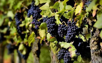 Что нужно положить в лунку при посадке винограда: секреты, о которых не знают - belnovosti.by