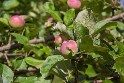 Как спасти яблоню при появлении плесени: секреты опытных огородников - belnovosti.by