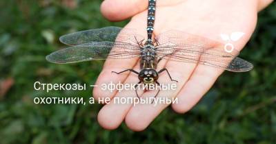 Стрекозы — эффективные охотники, а не попрыгуньи - botanichka.ru - Россия