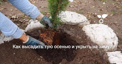 Как высадить тую осенью и укрыть на зиму? - botanichka.ru