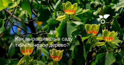 Как выращивать в саду тюльпановое дерево? - botanichka.ru