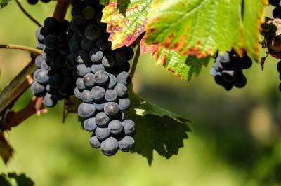 Что можно посадить рядом с виноградом, чтобы оба растения хорошо себя чувствовали - belnovosti.by - г. Виноград