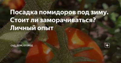 Посадка помидоров под зиму. Стоит ли заморачиваться? Личный опыт - zen.yandex.ru