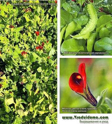 Спаржевый горох (фото тетрагонолобуса) посадка и уход, мои отзывы о выращивании - vsaduidoma