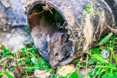 Что нужно посадить, чтобы прогнать мышей с огорода: хитрости дачников - belnovosti.by