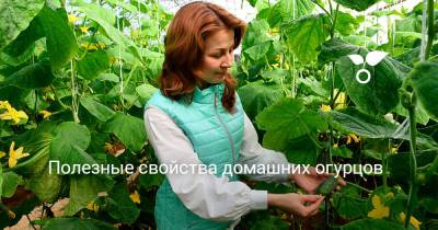 Полезные свойства домашних огурцов - botanichka.ru - Россия