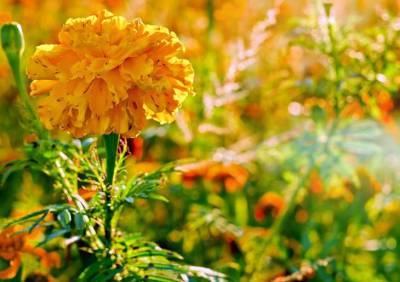 Почему нельзя выбрасывать бархатцы после цветения: о чем не знают садоводы - belnovosti.by