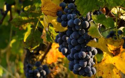 Когда лучше сажать виноград: осенью или весной - belnovosti.by