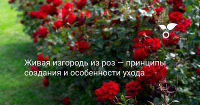 Живая изгородь из роз — принципы создания и особенности ухода - botanichka.ru - г. Виноград