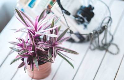 Какие 5 простых секретов помогут упростить уход за комнатными растениями - belnovosti.by