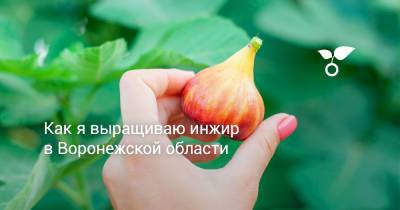 Как я выращиваю инжир в Воронежской области - botanichka.ru - г. Виноград - Воронежская обл.