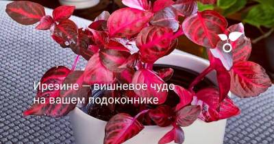 Ирезине — вишневое чудо на вашем подоконнике - botanichka.ru
