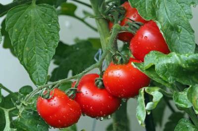 Почему листья помидоров в теплице скручиваются в трубочку и сохнут - belnovosti.by
