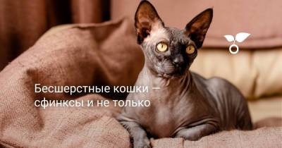 Бесшерстные кошки — сфинксы и не только - botanichka.ru