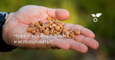Чуфа — как выращивать и использовать? - botanichka.ru